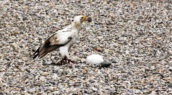 Ägyptischer Geier in einer Falknerei — Stockfoto