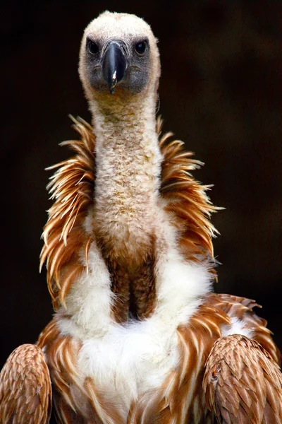 Gyps fulvus in a falconry — Stock Photo, Image