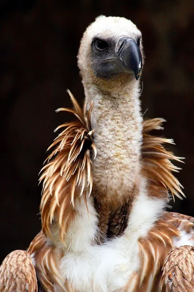 Gyps fulvus in a falconry — Stock Photo, Image