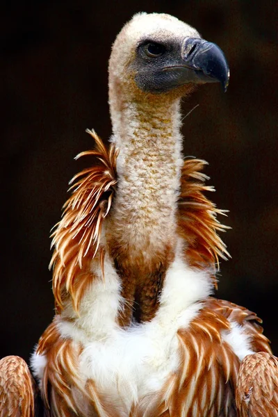 Gyps fulvus in a falconry — Stock Photo, Image