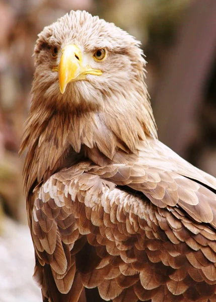 Retrato de un Raptor — Foto de Stock