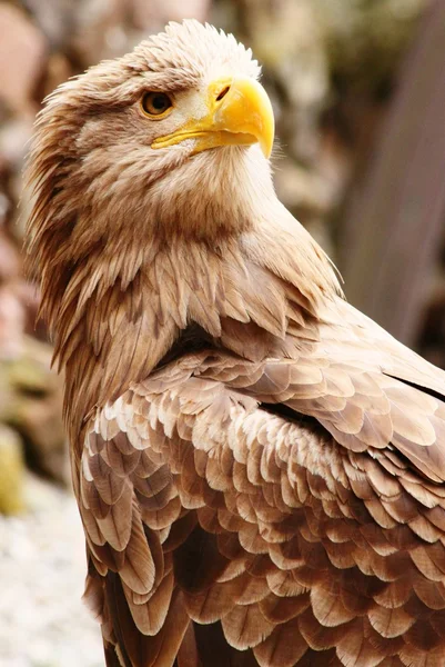 Retrato de un Raptor — Foto de Stock