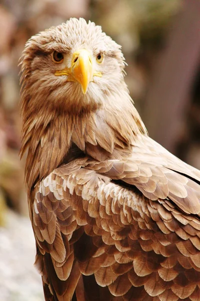 Retrato de un Raptor — Foto de Stock