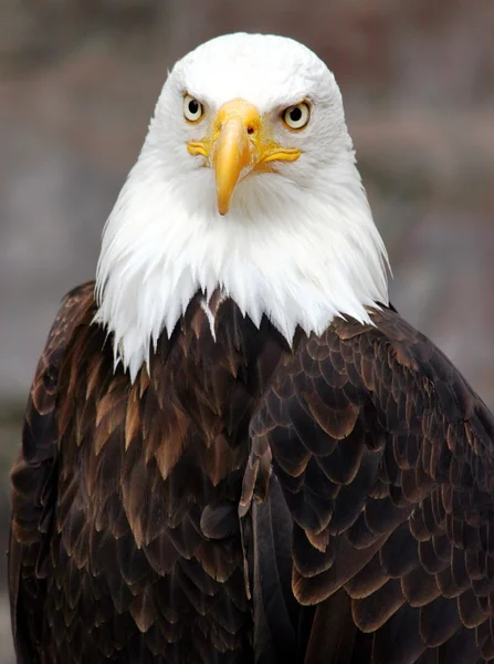 Wspaniały Bald Eagle w portret — Zdjęcie stockowe