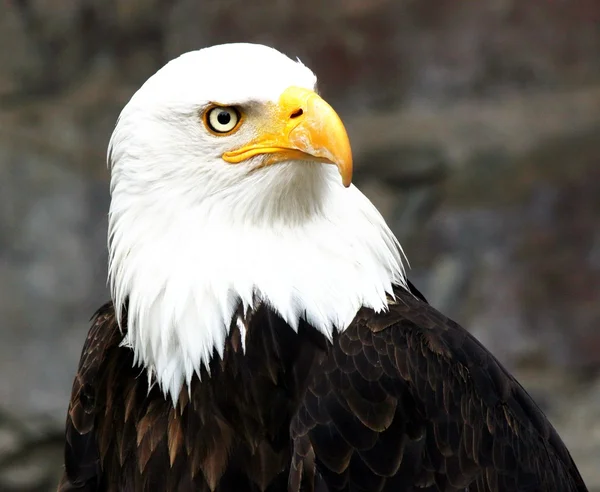 Wspaniały Bald Eagle w portret — Zdjęcie stockowe