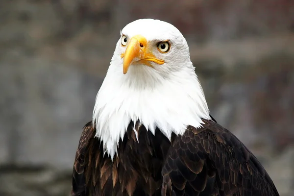 Wspaniały Bald Eagle w portret — Zdjęcie stockowe