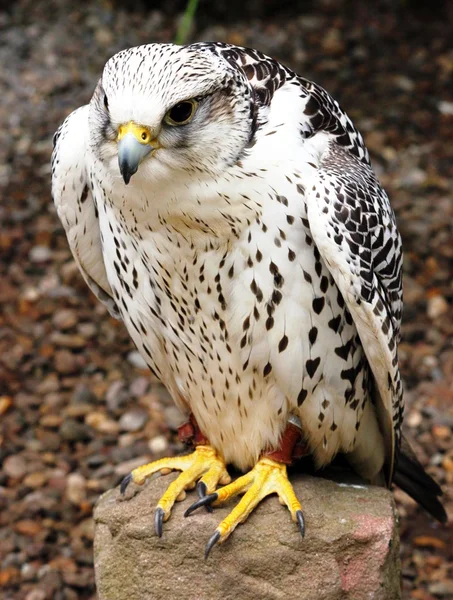 Girofalcão branco falco rusticolus — Fotografia de Stock