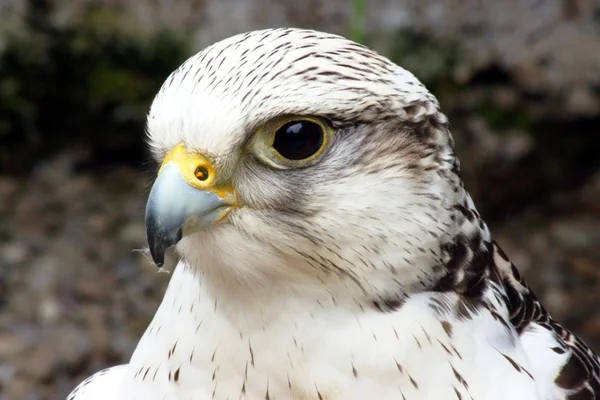 White gyrfalcon falco rusticolus — Stock Photo, Image