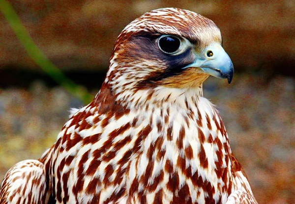 Falco columbarius im Portrait — Stockfoto