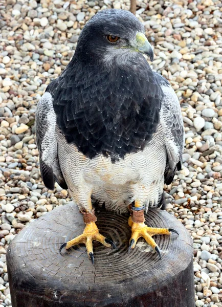 Retrato de un Raptor — Foto de Stock