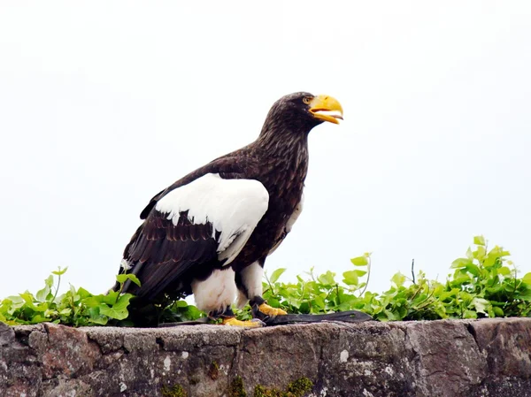 Magnifique aigle géant sibérien — Photo