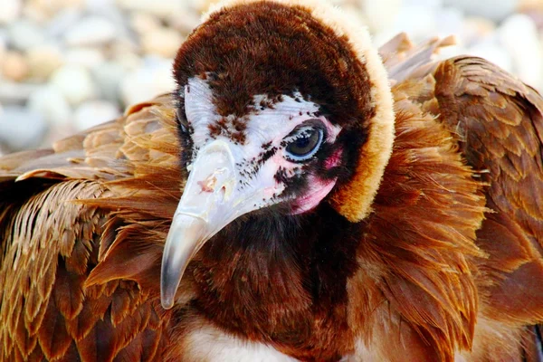 Raptors in a falconry — Stock Photo, Image