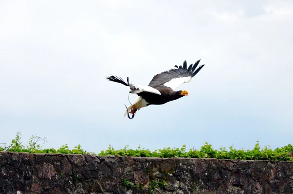 Voando Siberian gigante águia — Fotografia de Stock