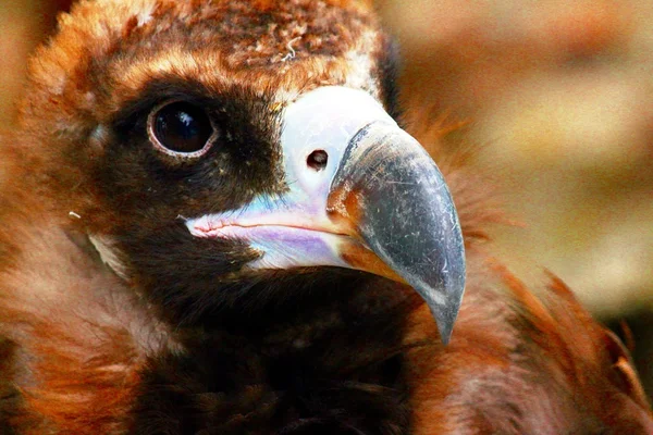 Retrato de Accipitriformes em uma falcoaria — Fotografia de Stock
