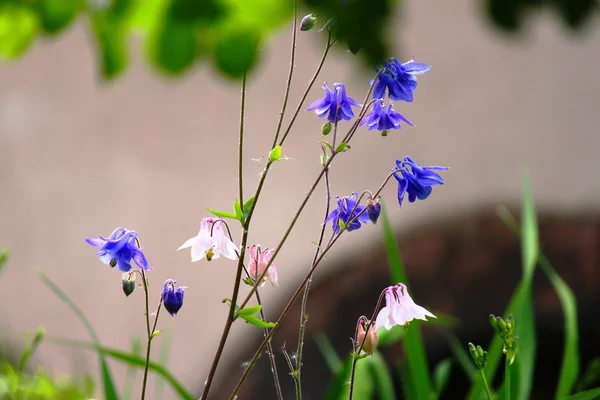 Delicadas flores em azul e branco — Fotografia de Stock