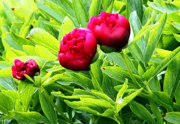 Красные цветущие пионы весной — стоковое фото