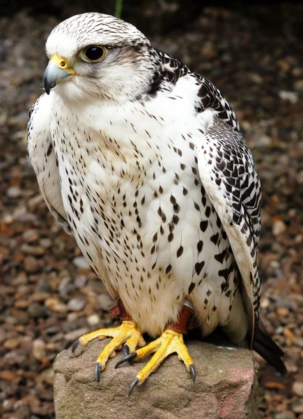 Weißer gyrfalcon falco rusticolus Stockfoto