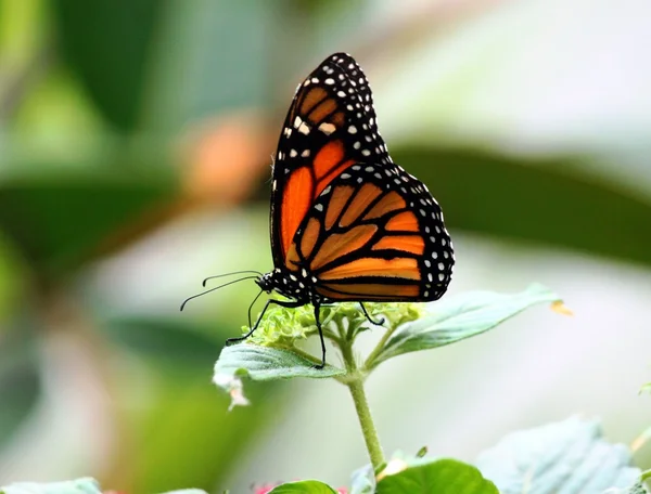 Hükümdar Kelebek Danaus plexippus