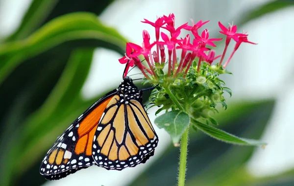 Borboleta monarca danaus plexippus — Fotografia de Stock