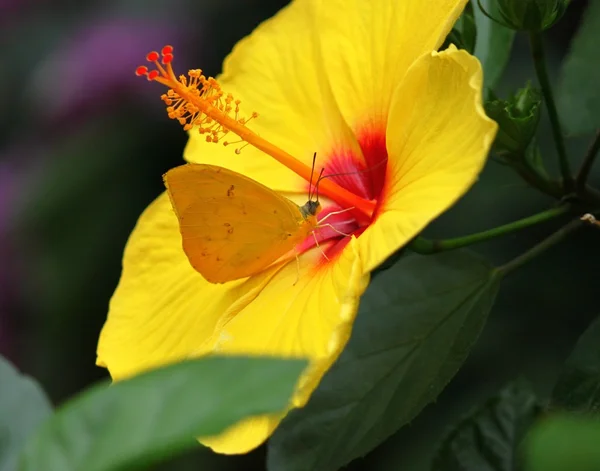 Gonepteryx nieważkość na żółty hibiscus — Zdjęcie stockowe
