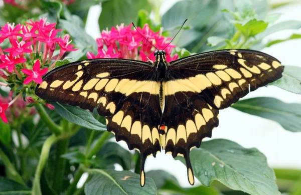 Grande coda forcuta Papilio cresphontes — Foto Stock