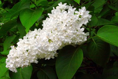 Beyaz leylak baharda çiçek açan.