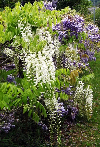 Arbusto ornamental con flores blancas y azules — Foto de Stock