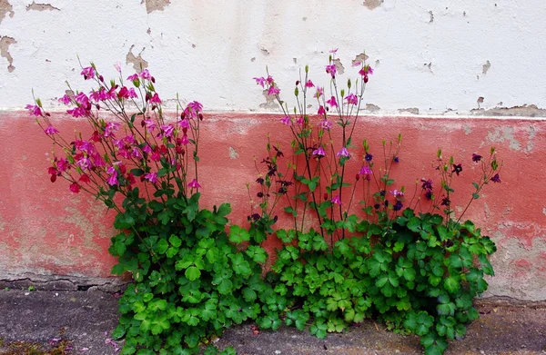 Las flores en la pared — Foto de Stock