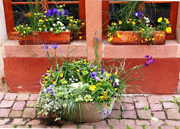 Farverige blomster derhjemme - Stock-foto