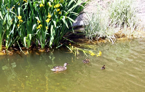 Entenmutter mit Entchen auf einem Teich — Stockfoto