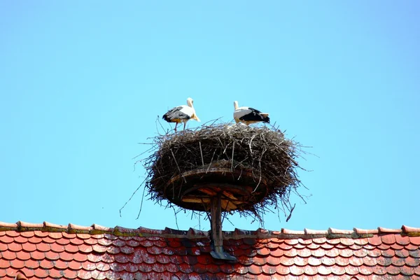 Cegonha branca na torre — Fotografia de Stock