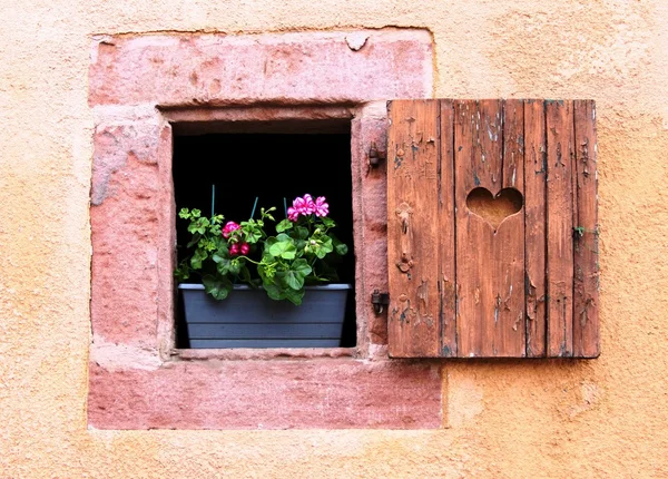 Colorful flowers in the window