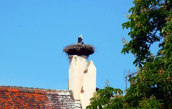 Cigogne blanche sur la tour — Photo