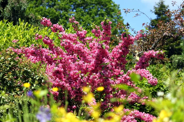 Rosa flor sueño en el jardín — Foto de Stock