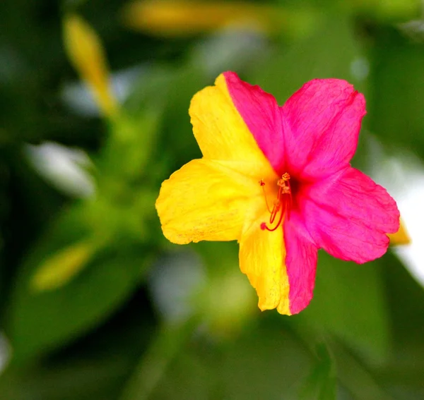 Miracle flower — Stock Photo, Image