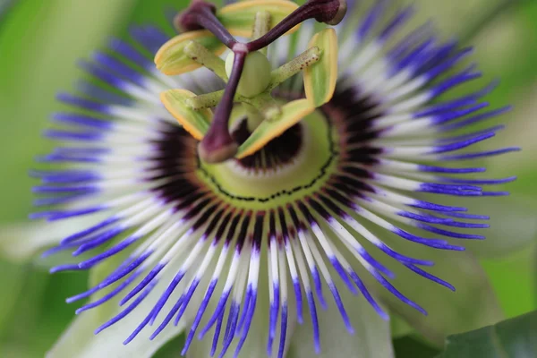 Passionflower — стокове фото