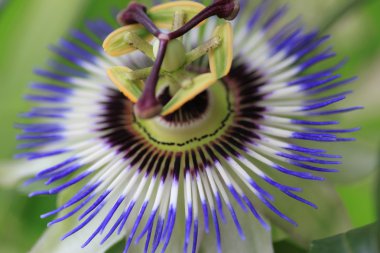 Passiflora Makro