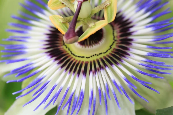 Passiflora макрос — стокове фото