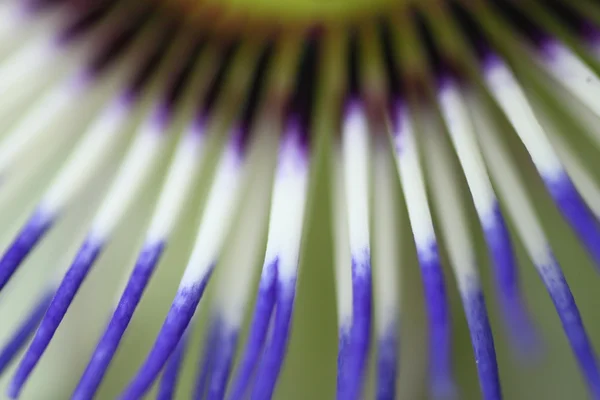 Macro Passiflora — Foto Stock