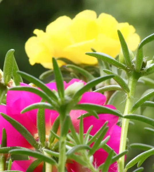 Großblättriger Klatschmohn — Stockfoto