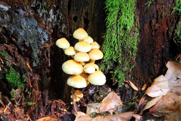 Setas en el árbol — Foto de Stock