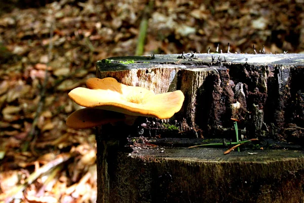 Paddenstoelen op de boom — Stockfoto