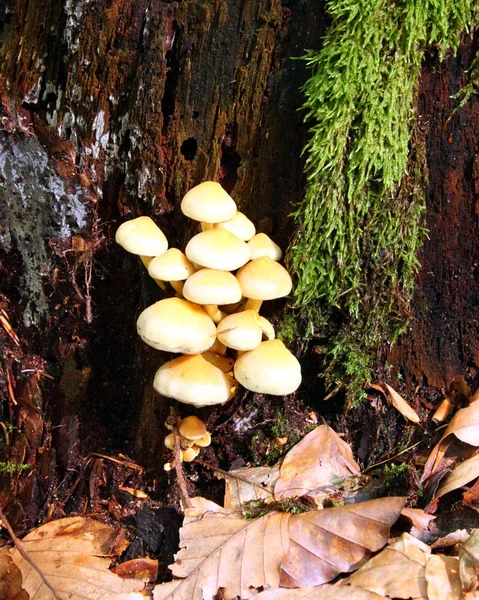 Setas en el árbol — Foto de Stock