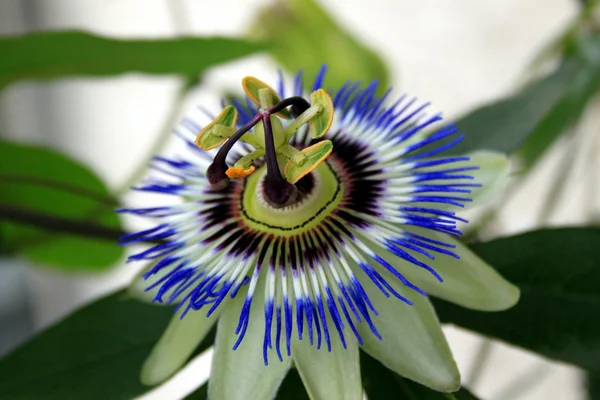 Passionflower — стокове фото