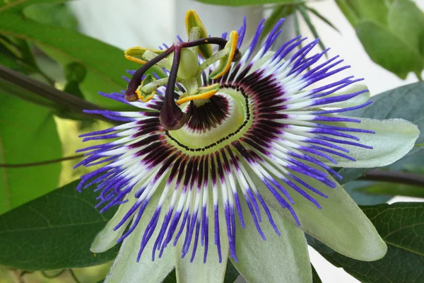 Passionflower — стокове фото