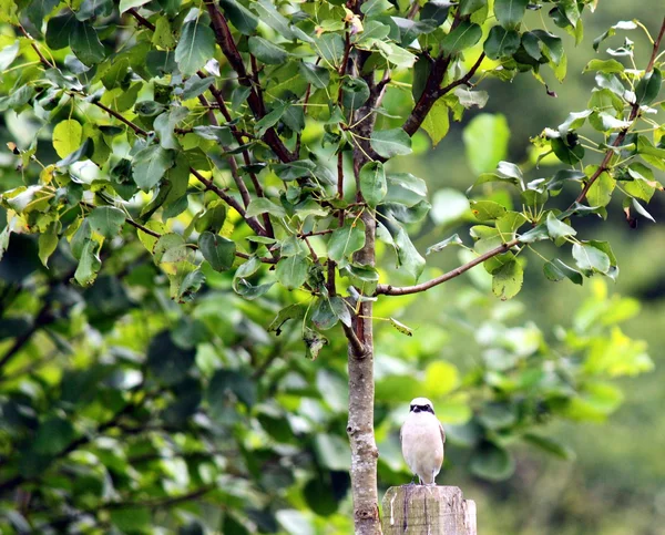 Raubwürger — Stockfoto