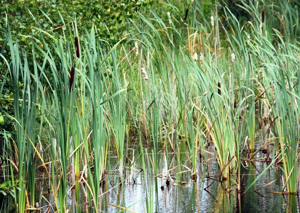 Reed on water — Stock Photo, Image