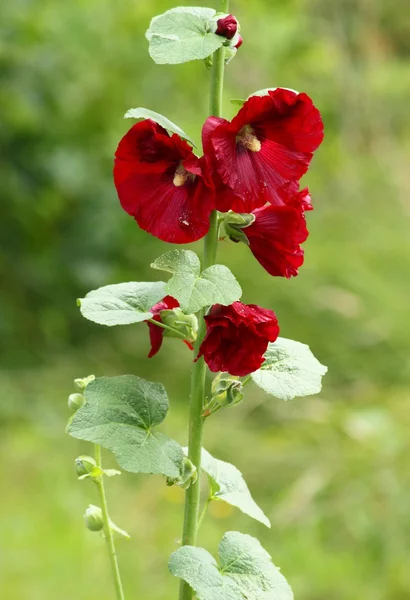 Dark red hollyhock — Stock Photo, Image