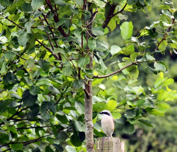 Grande Shrike cinzento — Fotografia de Stock