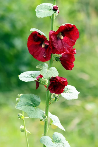 Dark red hollyhock — Stock Photo, Image